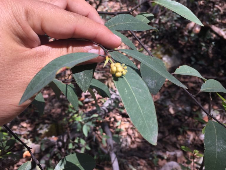 Realizan operativo de protección al laurel silvestre de Aguascalientes
