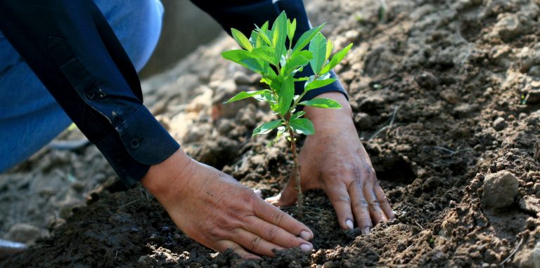 Se lleva a cabo plantación de árboles en relleno sanitario San Nicolás, en Aguascalientes