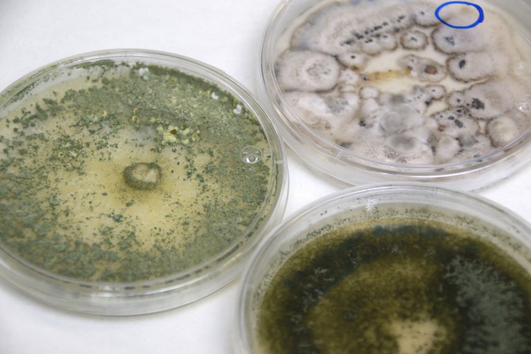 Autónoma de Aguascalientes genera biotecnología para reducir población de insectos que transmiten enfermedades como el dengue