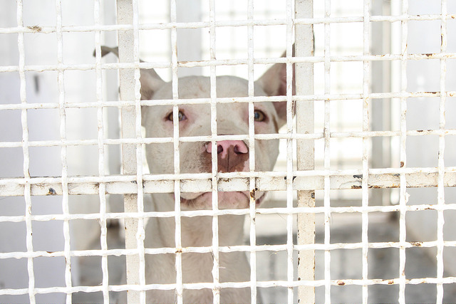 Cada mes son sacrificadas entre 500 y 700 mascotas en Aguascalientes