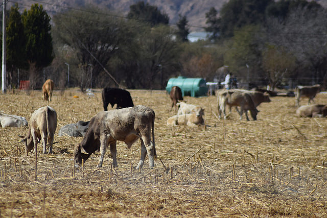 Renueva en Aguascalientes su Consejo Directivo el Comité Estatal para el Fomento y Protección Pecuaria