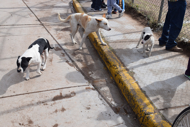 Denuncian asociaciones animalistas múltiples anomalías en dependencias municipales