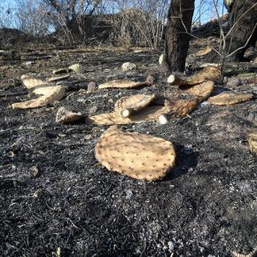 41176657562_605e75eec0_z