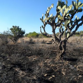 41176689422_40fac37c05_z