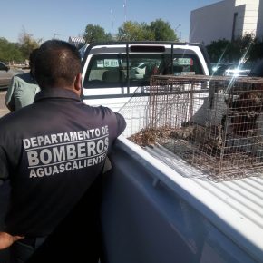 Captura Gato Montés (1)