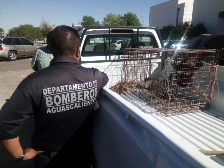 Liberarán en la Sierra del Laurel a gato montés capturado