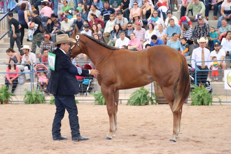 II Congreso Latinoamericano de Conformación de caballos en la Expo Ganadera de la FNSM, Aguascalientes