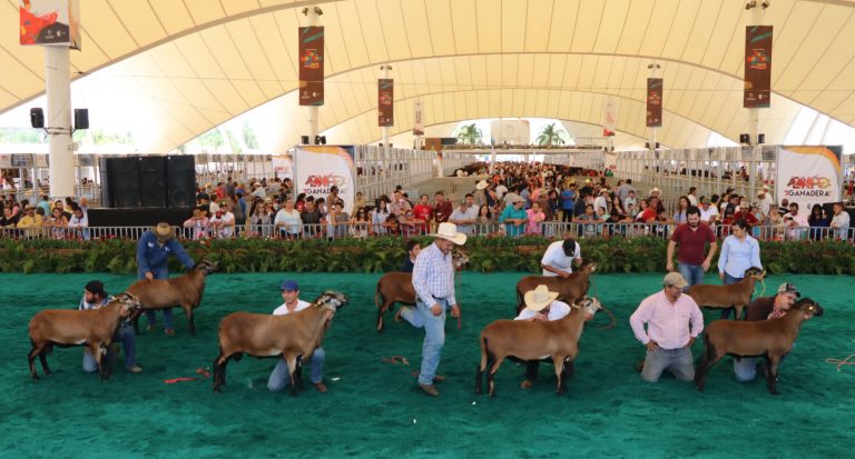Se presenta en la Expo Ganadera de la FNSM, en Aguascalientes, la XIX Exposición Nacional de Ovinos