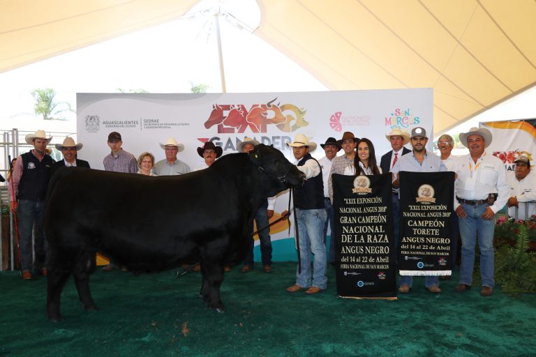 Se realiza la XXIX Exposición Nacional Angus en la Expo Ganadera de la FNSM, Aguascalientes