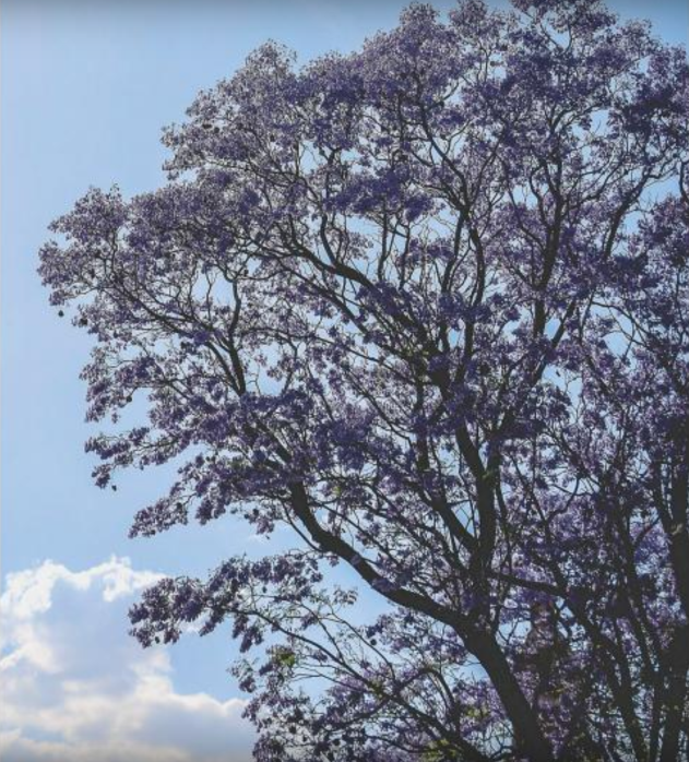 Aguila o Sol. Japoneses en Aguascalientes | De sakuras y jacarandas
