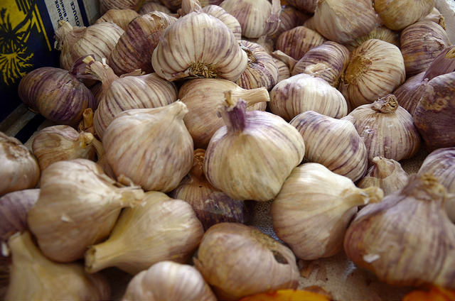 Productores realizan cosecha de ajo en Aguascalientes