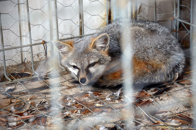 La sexta extinción masiva de especies