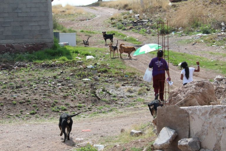Se necesita tener un control de perros callejeros y brindarles atención digna: José Carlos Lozano