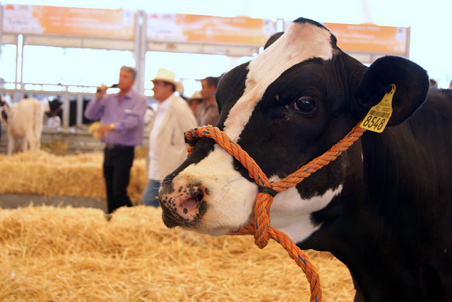 Continúa el aretado de ganado con capacitación a propietarios de Aguascalientes