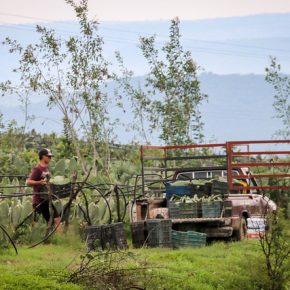 35796883871_63ab7f543e_z