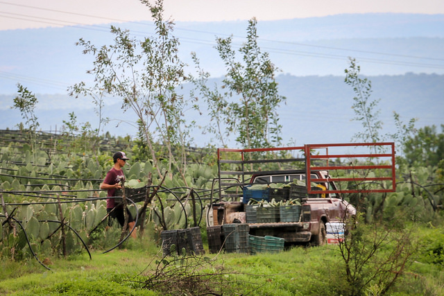 Taller de extensionismo para la gestión productiva en núcleos agrarios