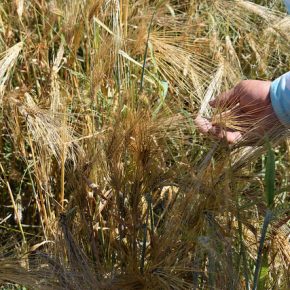 37865284396_d99852104b_z