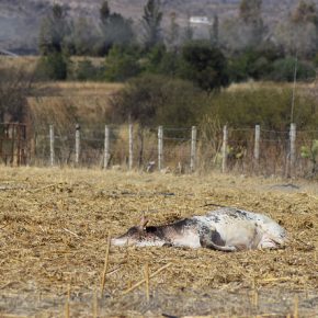 38933041034_411b9d38e7_z