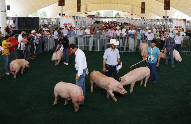 Campeonato de porcinos en la Expo Ganadera de la FNSM, en Aguascalientes