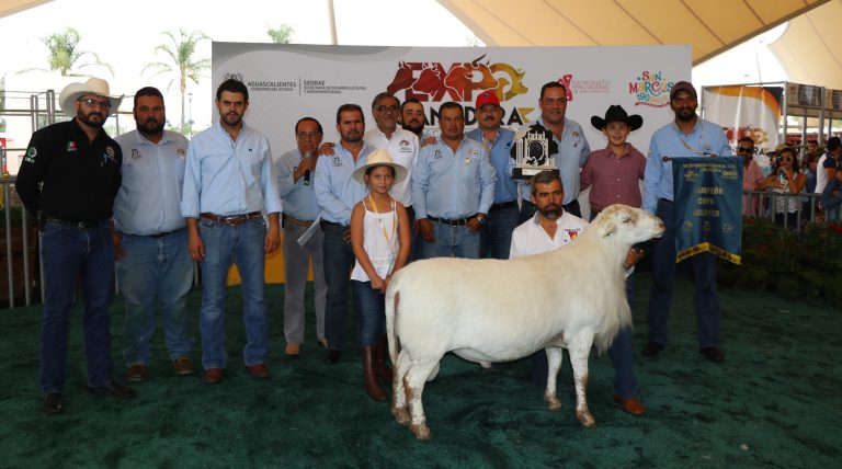 Presentan exposiciones regionales de ovinos y caprinos en Aguascalientes