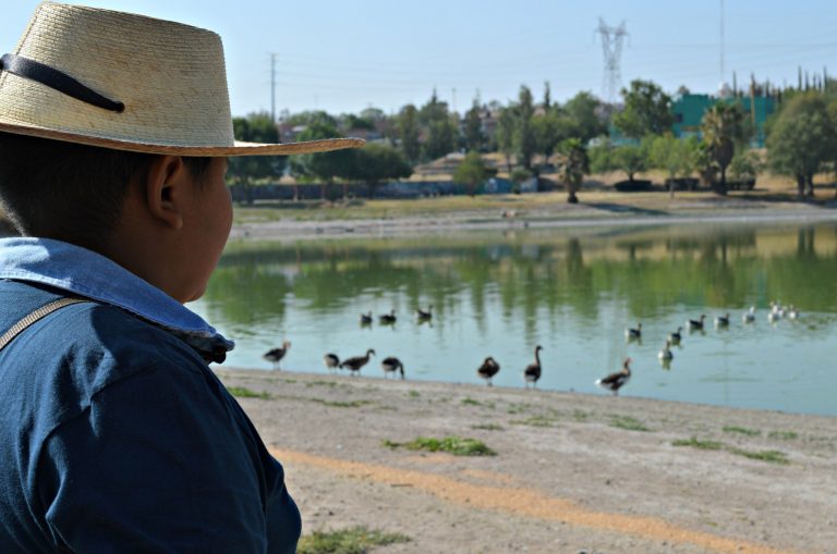 Se llevará a cabo en Aguascalientes el Cuarto Festival de Aves