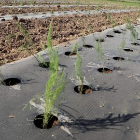 Plantación de Espárrago (3)