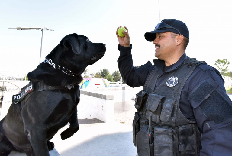 Presentan caninos de la unidad K9 de Aguascalientes