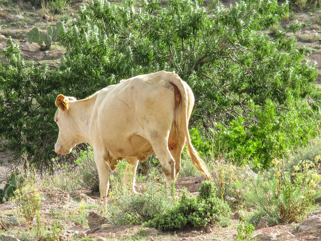 El abigeato en Aguascalientes tomó dimensiones graves