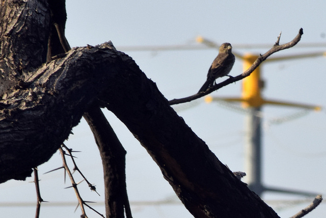 Día Mundial del Medio Ambiente: Un planeta #SinContaminación por plásticos, lema del 2018
