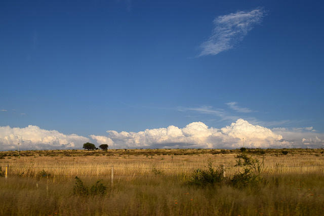 Sector ganadero en Aguascalientes augura buen temporal de lluvias este año