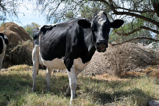 Primeros resultados de abigeato son por coordinación de corporaciones policiacas