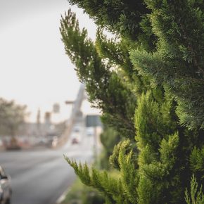 40664255944_ae34f128d6_z