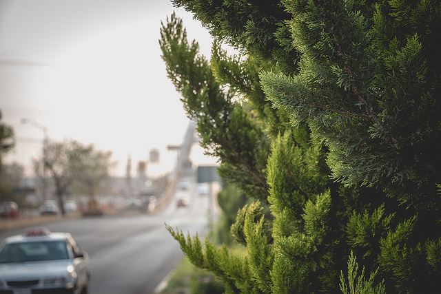 Cumplieron constructoras con reforestación por pasos a desnivel en Aguascalientes