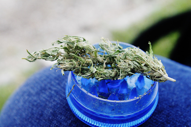 Cofepris no ha reglamentado el uso medicinal de la marihuana