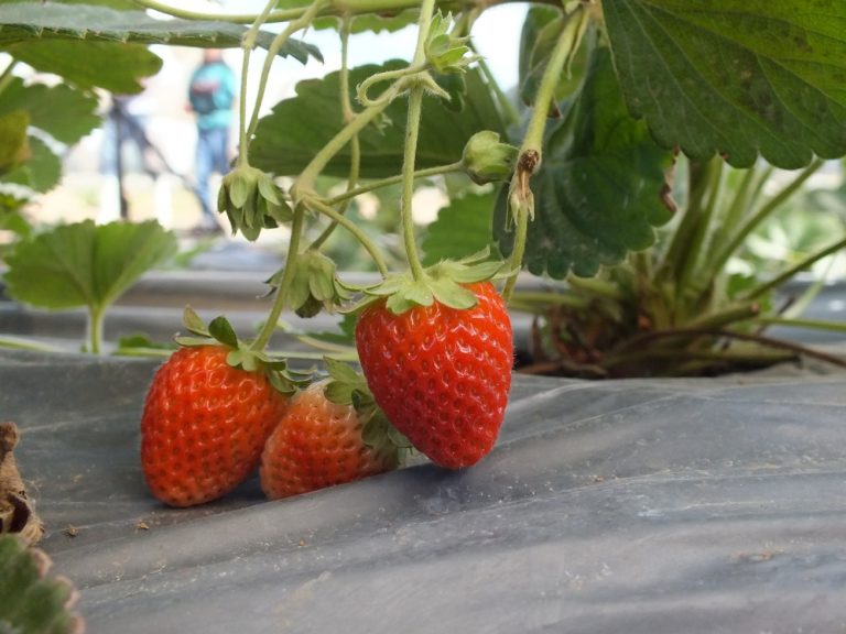 De 3 mil 300 toneladas anuales, la producción de fresa en Aguascalientes