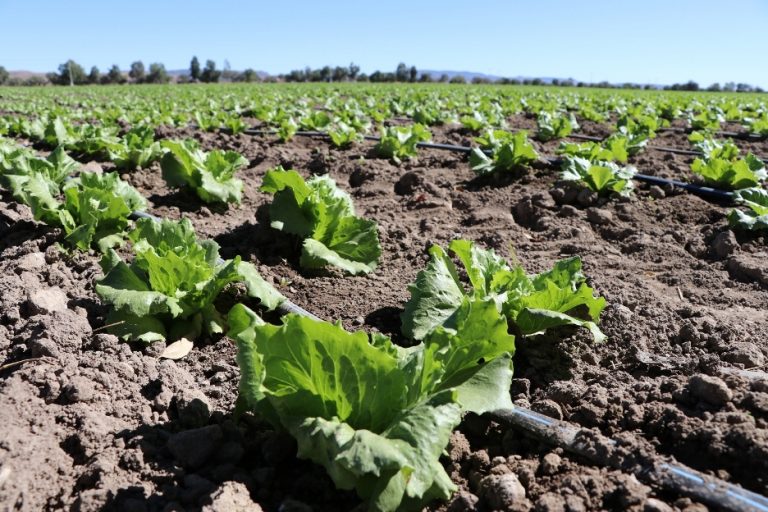 Aguascalientes produce 51 mil toneladas anuales de lechuga