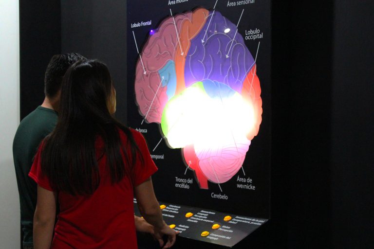 Finaliza exhibición El cerebro y las enfermedades neurodegenerativas en el Museo Descubre de Aguascalientes