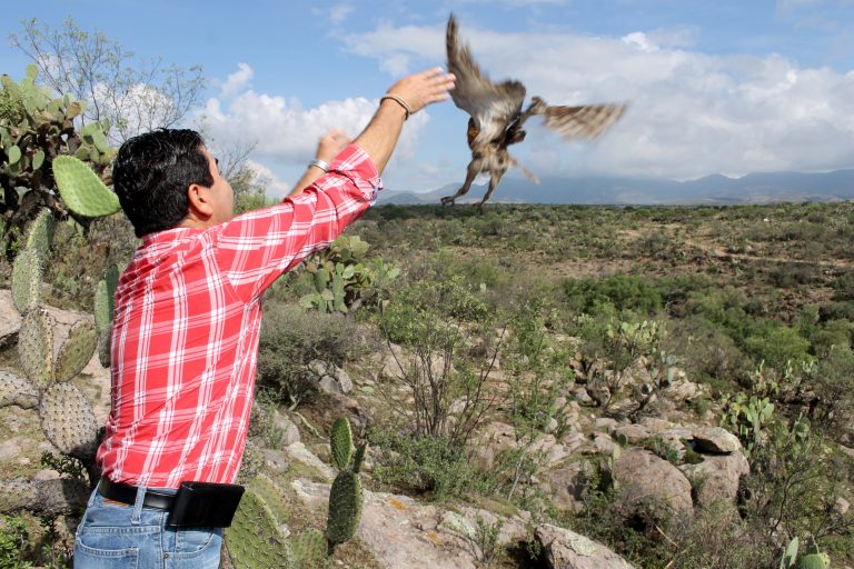 Regresan 7 aves rapaces restablecidas a su hábitat natural, en Aguascalientes