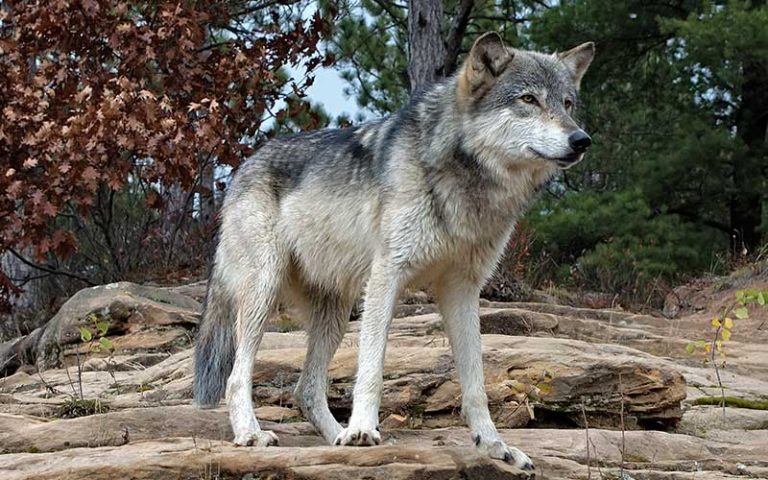 Habrá aullido del lobo gris mexicano para largo
