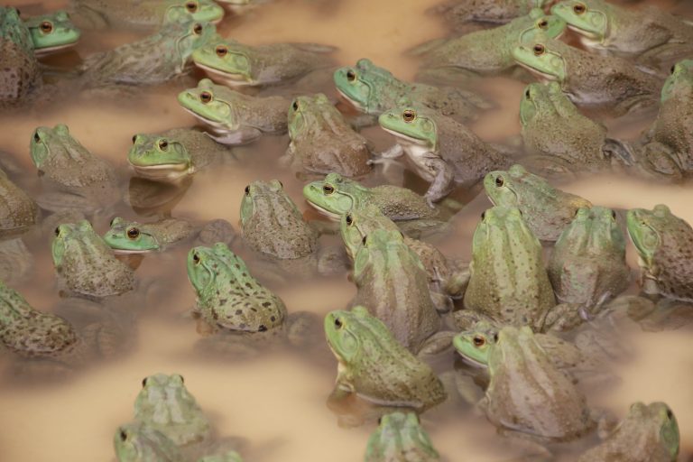 Autónoma de Aguascalientes cuenta con primer centro de reproducción e investigación de rana toro en la entidad