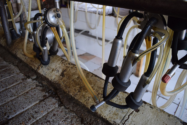 Pese a los altibajos, sector lechero ha logrado un crecimiento del 1.2 por ciento