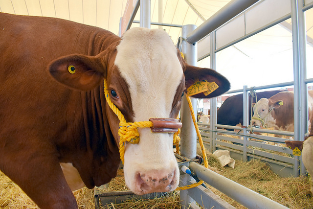 Productores pecuarios y agroindustriales reciben apoyos de impulso al campo