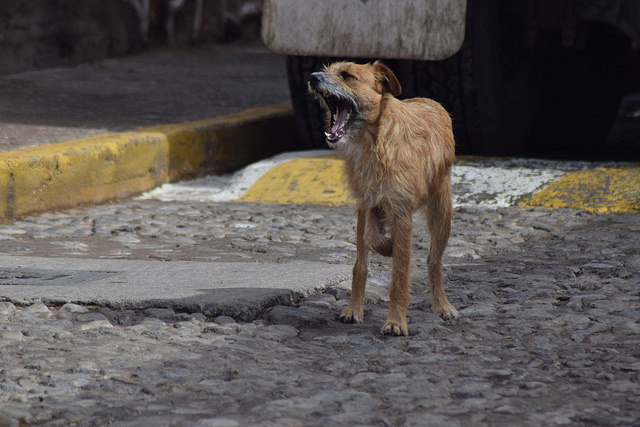 Persisten las peleas de perros amateur en Aguascalientes