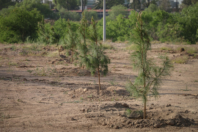 Festeja la Secretaría de Sustentabilidad, Medio Ambiente y Agua de Aguascalientes el Día Internacional del árbol