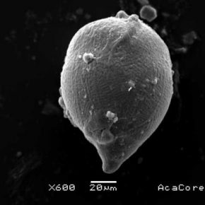 evidencia-en-microscopio-foto-cortesi-a-de-la-doctora-isabel-israde