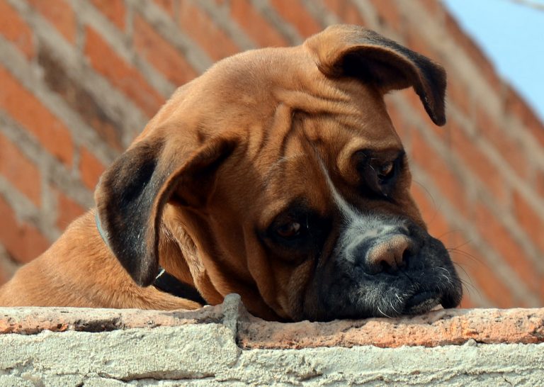 Ley de Protección Animal de Aguascalientes es obsoleta
