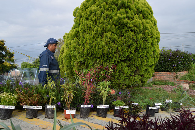 Van 350 mil árboles sembrados en la última administración municipal de Aguascalientes