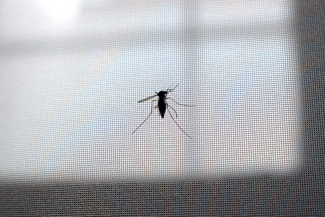 Temporada de dengue está próxima a concluir 