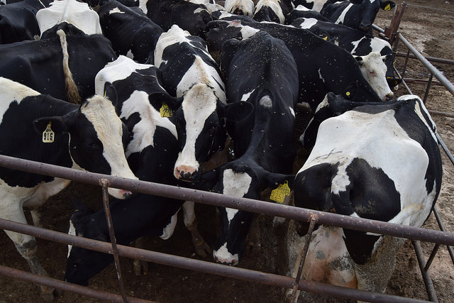 No habrá más prórrogas para que los ganaderos de Aguascalientes realicen el aretado de su ganado