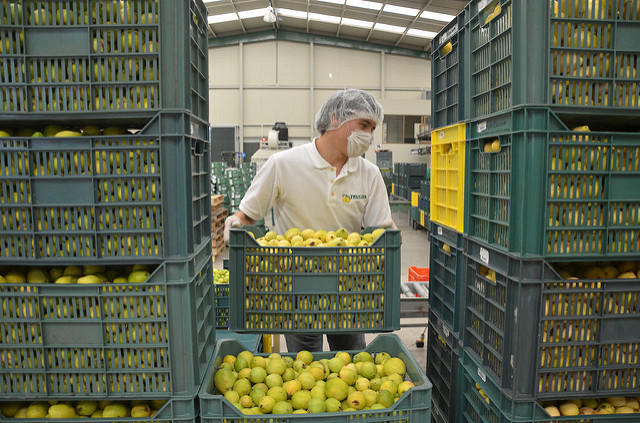 Calvillo sólo levantará este año el 38% de la producción habitual de guayaba en Aguascalientes